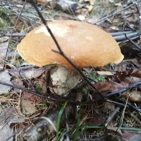 Apartmán G4 Maty Frymburk Kültér fotó